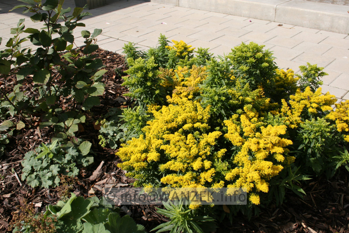 Solidago Hybride Laurin 02.JPG